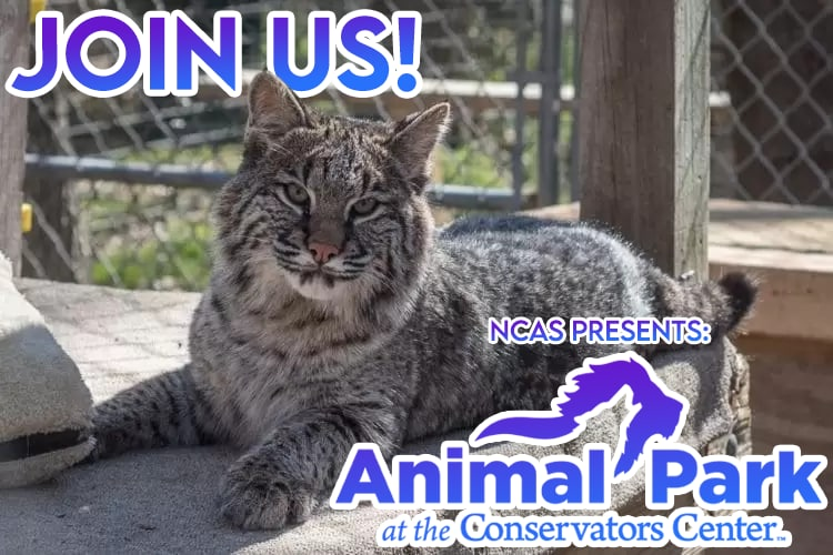 Join us at the Animal Park!